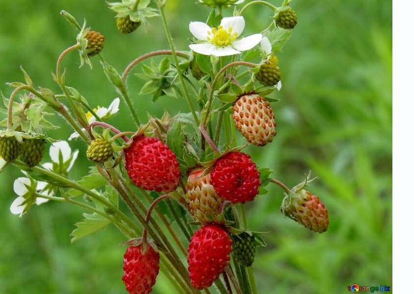 potager-vertical-culture-fraisiers